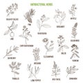 Best antibacterial herbs