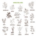 Best antibacterial herbs