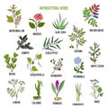 Best antibacterial herbs