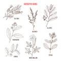 Best antiseptic herbs set Royalty Free Stock Photo