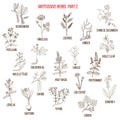 Best antitussive herbs set. Part 2 Royalty Free Stock Photo