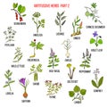 Best antitussive herbs set. Part 2 Royalty Free Stock Photo