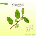 Best Ayurvedic plant guggul Royalty Free Stock Photo