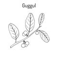 Best Ayurvedic plant guggul Commiphora wightii , or Indian bdellium-tree, Mukul myrrh tree Royalty Free Stock Photo