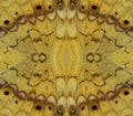 Beautiful Brown and Yellow Background Pattern made from butterfly wing skin patterns