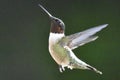 Hummingbird flight