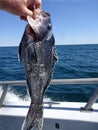 Best Black Sea Bass of the Day Royalty Free Stock Photo