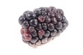 The best blackberry just setting in the sun Royalty Free Stock Photo