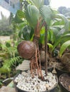 The best Bonsai coconut bogor Indonesia