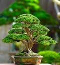 The best bonsai juniperus sinensis