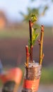 The Best of Both Worlds: Peach and Almond Rootstock Combo