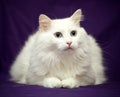 Best of Breed Cat