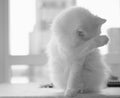 The best of breed cat, a white Turkish Angora hiding behind his paws.