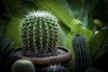 The best cactus images and pictures for your projects. HD quality, Free for commercial use