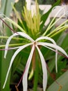 Best crinum asiaticum flower image india Royalty Free Stock Photo