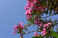 The best delicate flowers of pink oleander, Nerium oleander, bloomed in the spring. Shrub, a small tree, cornel Apocynaceae family Royalty Free Stock Photo