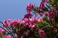 The best delicate flowers of pink oleander, Nerium oleander, bloomed in the spring. Shrub, a small tree, cornel Apocynaceae family Royalty Free Stock Photo