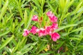 The best delicate flowers of pink oleander, Nerium oleander, bloomed in the spring. Royalty Free Stock Photo