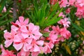 The best Delicate flowers of a pink oleander, Nerium oleander, bloomed in the spring. Shrub, a small tree from the cornel Apocynac Royalty Free Stock Photo