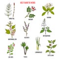Best diuretic herbs set Royalty Free Stock Photo