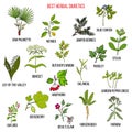 Best diuretic herbs set Royalty Free Stock Photo