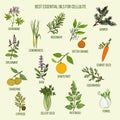 Best essential oils for cellulite