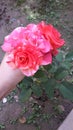 Best ever flower pink