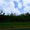 Best ever green field, tall trees, cloud background