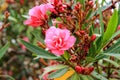 The best flowers of pink oleander, Nerium oleander, bloomed in spring. Shrub, a small tree, cornel Apocynaceae family, garden