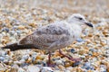 Close up of a young Herring Gull on a shingle beach