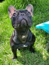 The Best French Bulldog ever Royalty Free Stock Photo