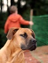 Best friend. Boerboel Dog Royalty Free Stock Photo