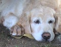 best friend Golden retriever