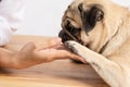 Best friend Human hand and dog paw pug breed for love and trust feeling so comfortable connection with positive emotional Royalty Free Stock Photo