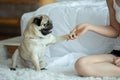 Best friend Human hand and dog paw pug breed for love and trust Royalty Free Stock Photo