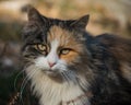 A cat watching intently a mouse