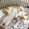 Best friends concept. Three sweet little kittens sleeping lazy on street. Friends together fun. Forever friends cats. Royalty Free Stock Photo