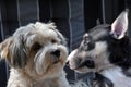 Best friends a havanese and a miniature bull terrier puppy