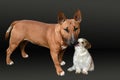 Best friends a miniature bull terrier and a havanese