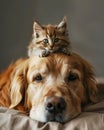 Best friends , a small young cute baby cat lies on the head of a Golden Retriever Royalty Free Stock Photo