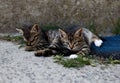 Best friends. Two sweet little kittens sleeping lazy on street. Friends together. Forever friends cats. Friends fun. Two cute Royalty Free Stock Photo