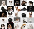 Young dogs, pets collage. Cute doggies or pets looking happy on multicolored background.