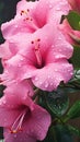 The Best Garden Hibiscus for Rainy Weather