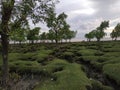 The best nature background sea water and green trees Royalty Free Stock Photo