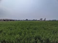 Best Green Rice field original