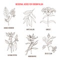 Best herbal remedies for fibromyalgia Royalty Free Stock Photo