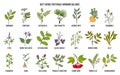 Best herbs for female hormone balance