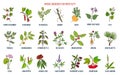 Best herbs for infertility