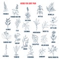 Best herbs for joint pain
