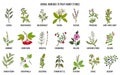 Best herbs for kidney stone disease